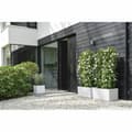 Miniatyrbillede 1 af 3: Urtepotte Elho 29,5 x 29,5 x 49,5 cm Hvid Plastik Firkantet Moderne