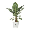 Miniatyrbilde 3 av 4: Plantepotte med Tellarken Elho Greenville Ø 39 x 36,8 cm Sirkulær Hvit Plast