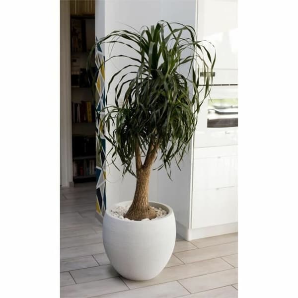 Dekorative Pongponger EDA Graphit Sirkulær Hvit Ø 50 cm