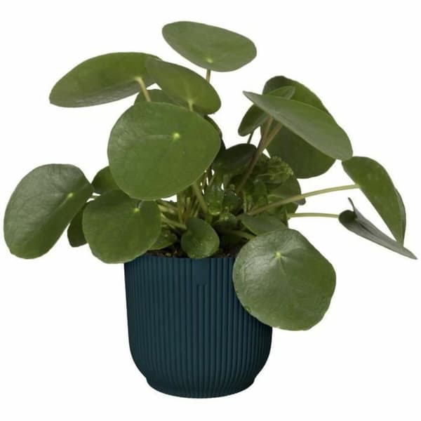 Dekorative Pongponger Elho Ø 22 cm Sirkulær Mørkeblå Plast