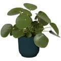 Miniatyrbilde 3 av 6: Dekorative Pongponger Elho   Ø 22 cm Sirkulær Mørkeblå Plast