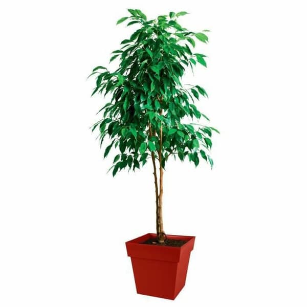 Dekorative Pongponger EDA Plast 39 cm