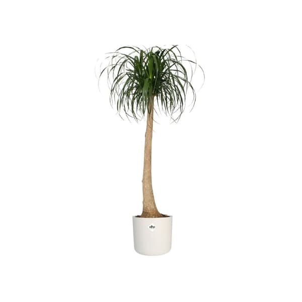 Dekorative Pongponger Elho Hvit Grønn Plast 30 x 30 x 28 cm