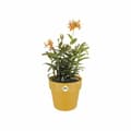 Miniatyrbilde 4 av 4: Dekorative Pongponger Elho 9262302511800 Oker Plast Sirkulær Ø 24,7 x 23,2 cm