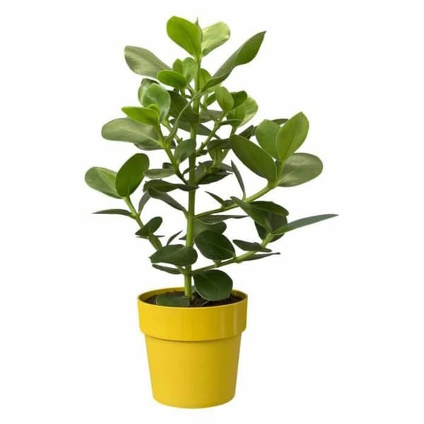 Dekorative Pongponger Elho Oker Ø 30 cm