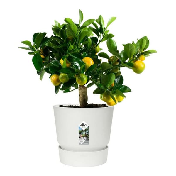Dekorative Pongponger Elho 0464344715000 Hvit Sirkulær