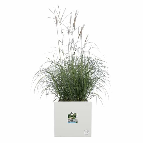Dekorative Pongponger Elho Hvit Ø 39 cm Plast Kvadrat Moderne