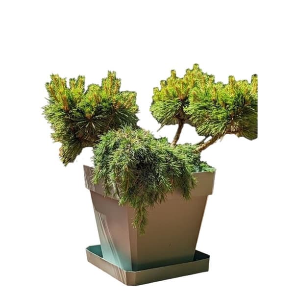 Dekorative Pongponger Riviera Brun 50 x 50 cm