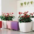 Miniatyrbilde 4 av 5: Selvvannende blomsterpotte Lechuza Rød 50 x 50 x 46,5 cm Plast
