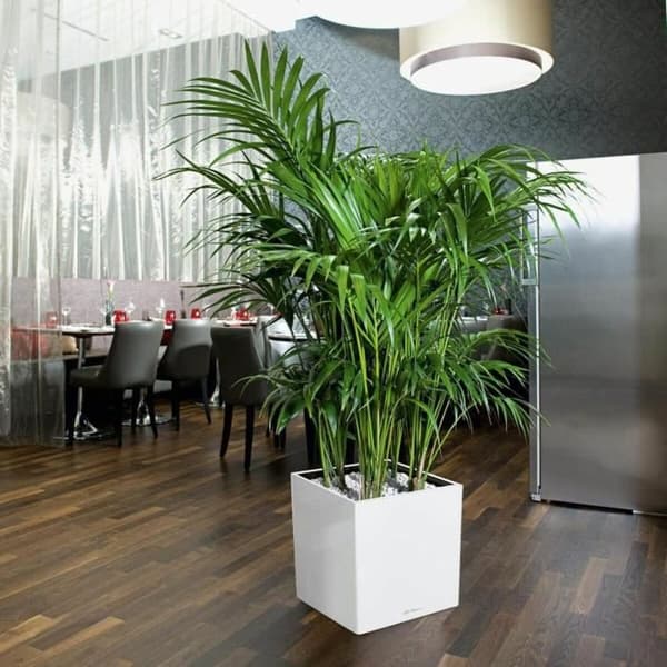 Selvvannende blomsterpotte Lechuza Hvit 40 x 40 cm polypropylen Plast