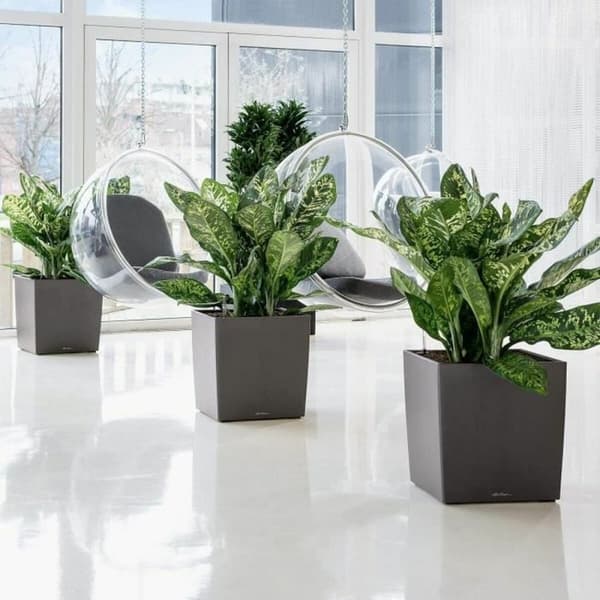 Selvvannende blomsterpotte Lechuza Brun 50 x 50 cm polypropylen Plast