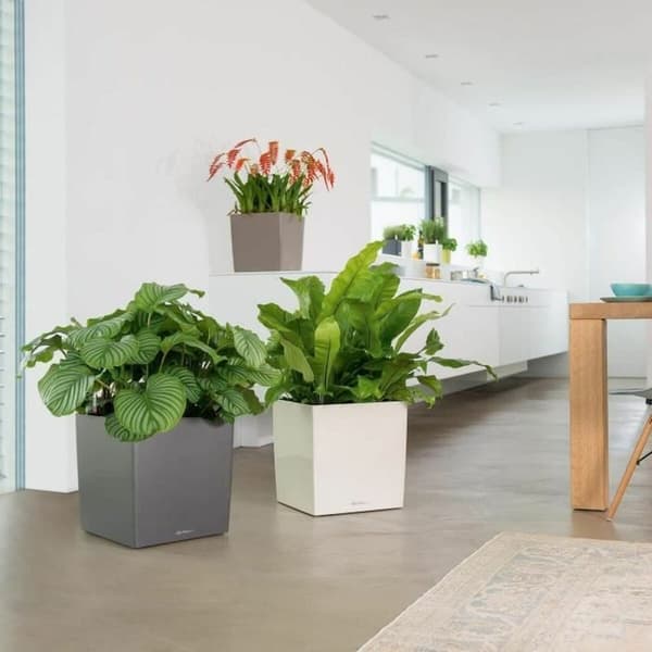Selvvannende blomsterpotte Lechuza Brun 50 x 50 cm polypropylen Plast