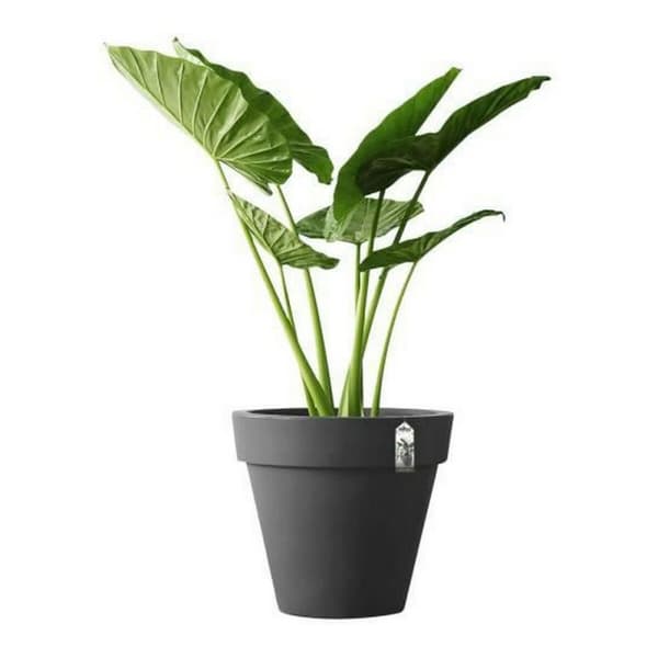 Dekorative Pongponger Elho 8403604042500 Antrasitt Ø 40 cm