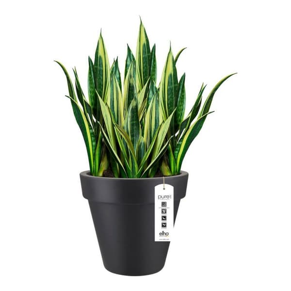 Dekorative Pongponger Elho 8403604042500 Antrasitt Ø 40 cm