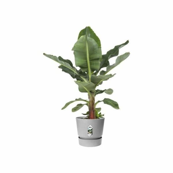 Kukkaruukku Elho Harmaa Muovinen Pyöreä Moderni Ø 47 cm