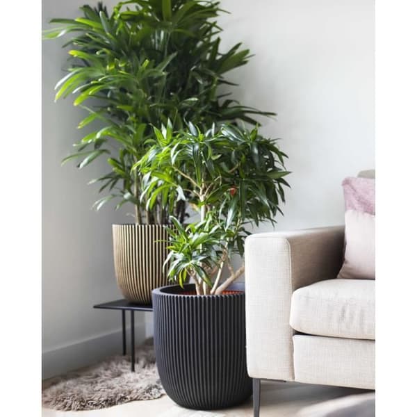 Capi Jardiniere Natur Ribb 35 x 34 cm Svart KBLR932