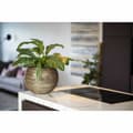 Miniatyrbilde 2 av 2: Planter Capi Europe Gyllen Plast Sirkulær Ø 40 cm