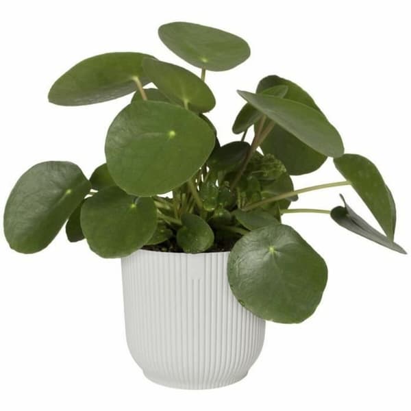Kukkaruukku Elho Ø 25 cm Pyöreä Valkoinen Muovinen
