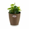Pikkukuva 3 / 3: Kasvit Stefanplast Ruskea Muovinen 24 x 22,5 x 24 cm (6 osaa)