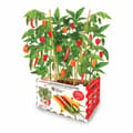 Miniatyrbild 1 av 2: Odling Set Batlle Paprika Kryddig 30 x 19,5 x 16,2 cm
