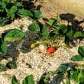 Miniatyrbillede 4 af 4: Organisk gødning Naturen UAB Hamp 100 L