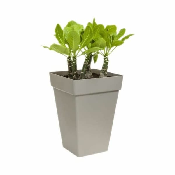 Urtepotte Elho Antracit polypropylen Plastik Firkantet Moderne 37 cm