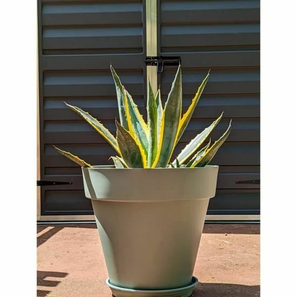 Urtepotte Riviera Grøn Ø 50 cm