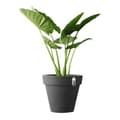 Miniatyrbillede 5 af 5: Urtepotte Elho 8403604042500 Antracit Ø 40 cm