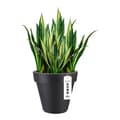 Miniatyrbillede 2 af 5: Urtepotte Elho 8403604042500 Antracit Ø 40 cm
