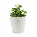 Miniatyrbillede 3 af 3: Urtepotte Stefanplast Hvid Plastik 29 x 27 x 29 cm (6 enheder)