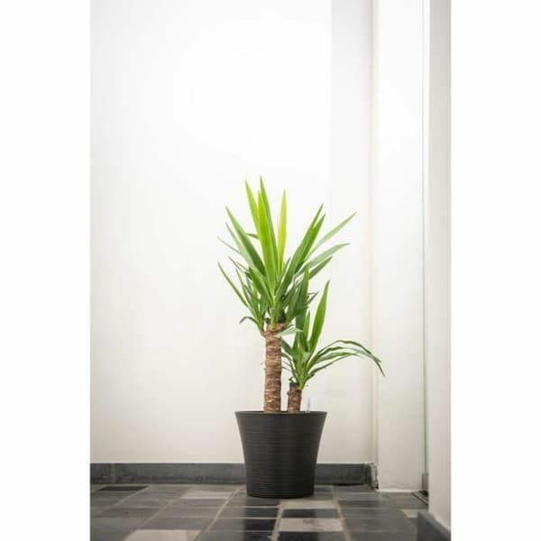 Dekorative Pongponger Garden ID Svart 30 x 27 cm