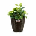 Miniatyrbilde 3 av 3: Planter Stefanplast Plast 24 x 22 x 24 cm (6 enheter)