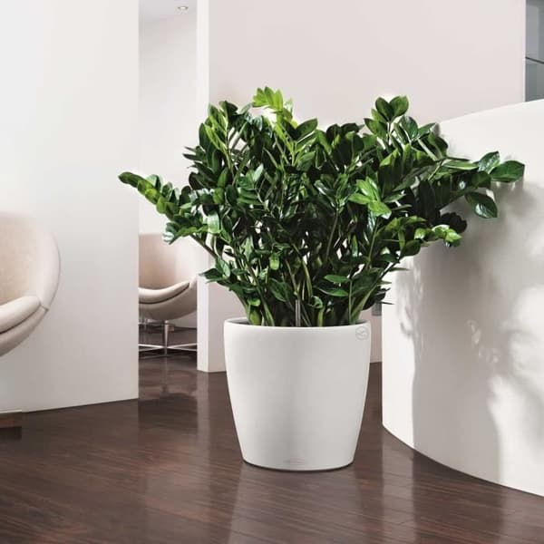 LECHUZA Planteringsmaskin Classico Färg 43 ALLT-I-ETT Vit 13230