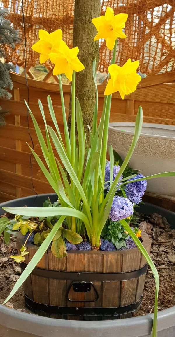 Blomsterstander i fyrretræ 60x38xH31 karat palisander