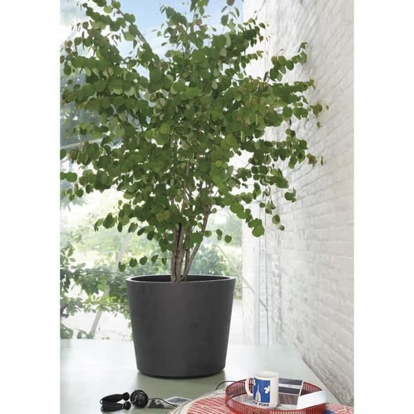 Blomkruka Vas - DEROMA - Millennium R - Antracit - Med vattenreserv - Hjul - 59 cm