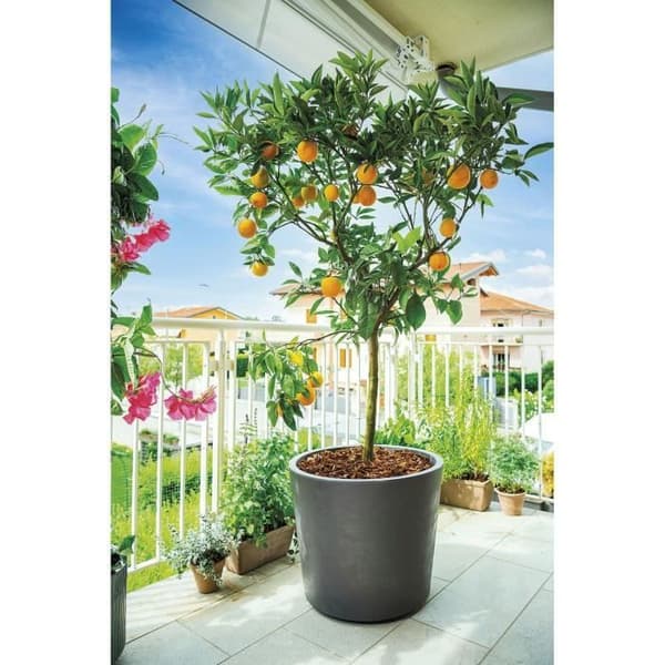 Blomkruka Vas - DEROMA - Millennium R - Antracit - Med vattenreserv - Hjul - 59 cm