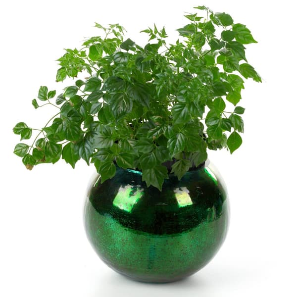 Dekorativ urtepotte VERRE3 15x11 Eurofirany grøn