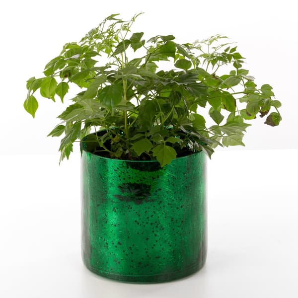 Dekorativ urtepotte VERRE3 12x12 Eurofirany grøn