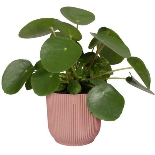 VIBES Rund Blomkruka - Plast - Ø30 - Mörkblå