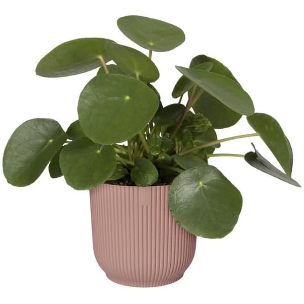 VIBES Rund Blomkruka - Plast - Ø25 - Puderrosa