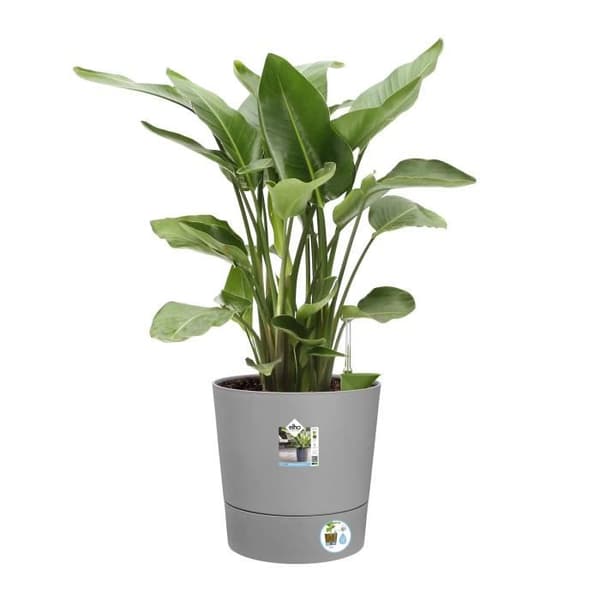 Blomkruka Elho Square Plastic Greensense Aqua Care Light Cement Ø 43 x H 42,5 cm 39 L