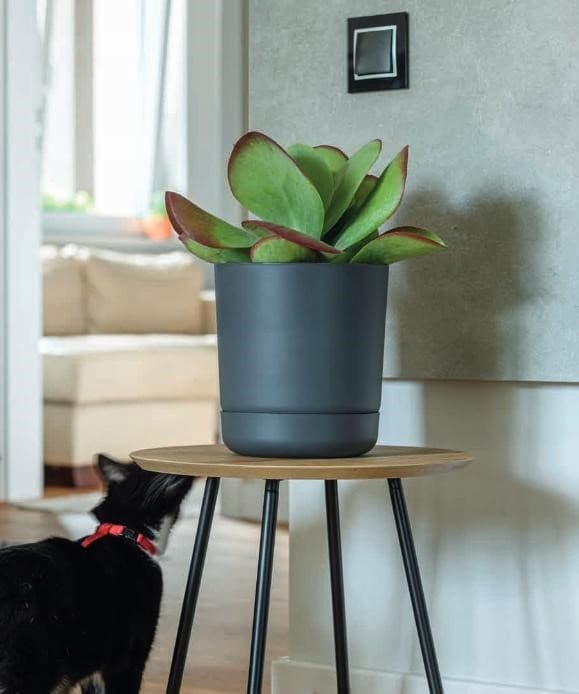 Satina 25 pyöreä kukkaruukku lautasella | Valkoinen