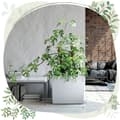 Miniatyrbild 6 av 8: Urbi Case T DUC600T hög blomkruka med insats | Vit