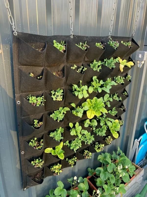 RIPUSTETTAVA HUOPARUUKU Cascade of VEGETES YRTS STRAWBERS Puutarhayrtti 9 paikkaa
