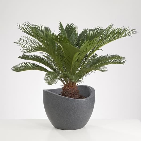 SCHEURICH Wave Globe 250 rotationsgjuten plastkruka - 50 x 37,1 cm - Granitsvart