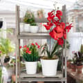 Miniatyrbild 6 av 6: Relaxdays Blomstrappa, Trähylla, Vikväxttrappstege inomhus, HxBxD: 51,5 x 41 x 24 cm, Grå