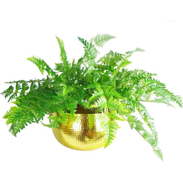 Blad Stort Blomkruka i Hammarslagat Guld 32 x 20 cm