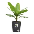 Miniatyrbild 3 av 4: ELHO - Blomkruka - Greensense Aqua Care Square 30 - Antracitgrå - Inomhus/utomhus - Ø 29,5 x H 30,2 cm