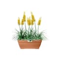 Miniatyrbillede 2 af 6: Elho Vibia Campana Terrasse 80 blomsterkasse - Brun - L 77 x B 35 x H 33 cm - udendørs - 100% genbrugt