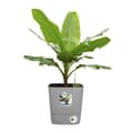 Miniatyrbillede 3 af 4: ELHO - Urtepotte - Greensense Aqua Care Square 30 - Lys Cement - Indendørs/udendørs - Ø 29.5 x H 30.2 cm
